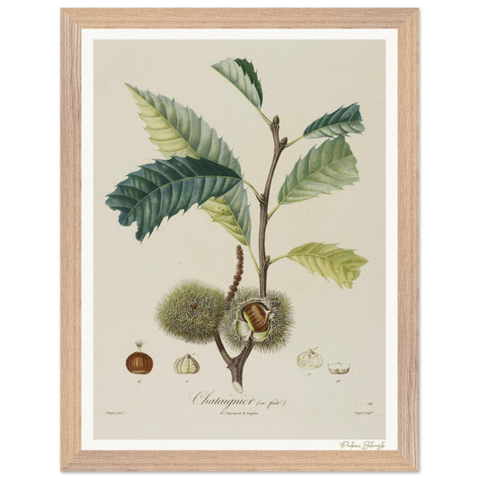 Affiche Botanique Châtaignier - 30x40cm, cadre bois premium