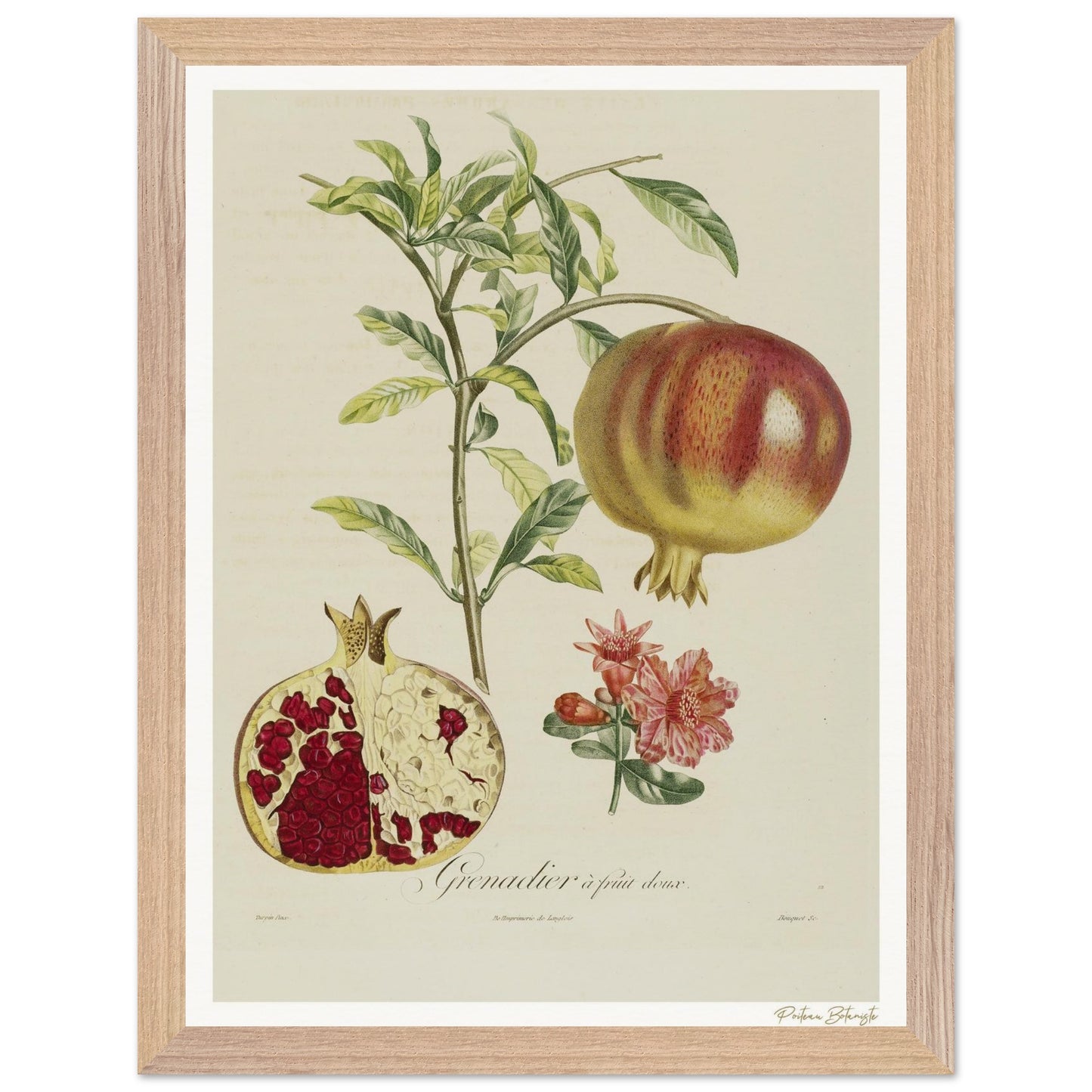 Affiche Botanique Grenadier - 30x40cm, cadre bois premium