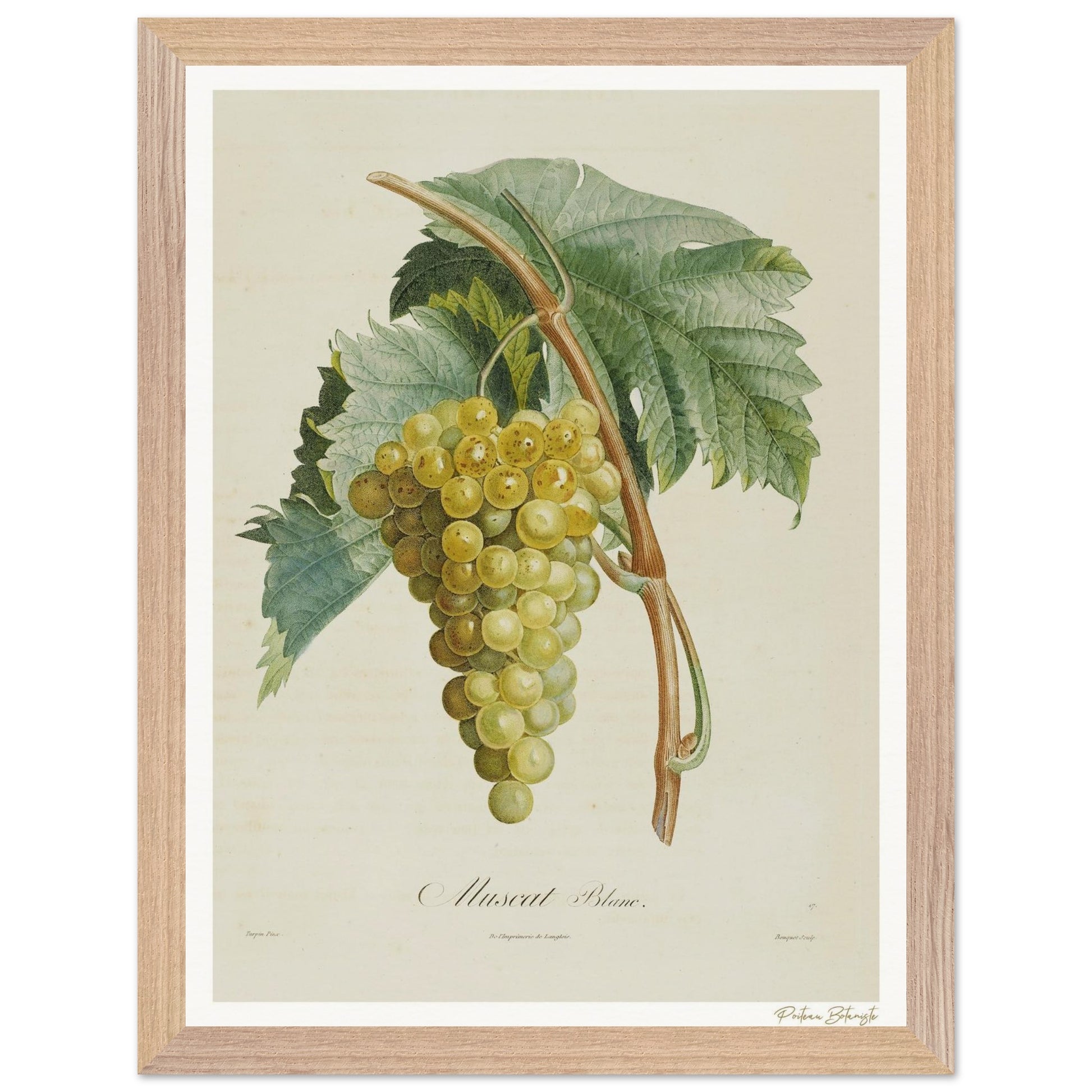 Affiche Botanique Raisin Muscat Blanc - 30x40cm, cadre bois premium