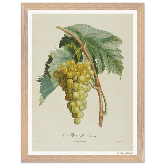 Affiche Botanique Raisin Muscat Blanc - 30x40cm, cadre bois premium