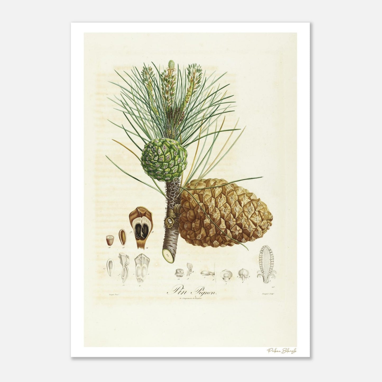 Planche botanique du Pin Pignon extraite du Traité des Arbres Fruitiers de Poiteau. Impression Fine Art 50×70 cm, qualité musée.