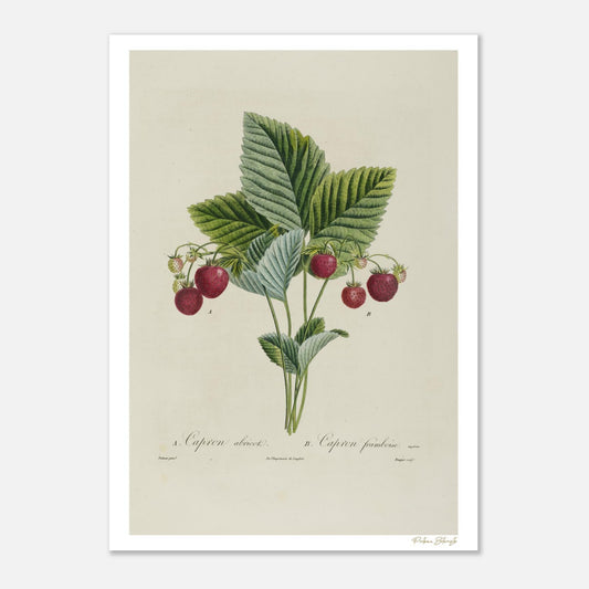 Planche botanique originale : Fraises Capron-Abricot et Capron-Framboise. Impression Fine Art 50×70 cm, illustration naturaliste du XIXe siècle.