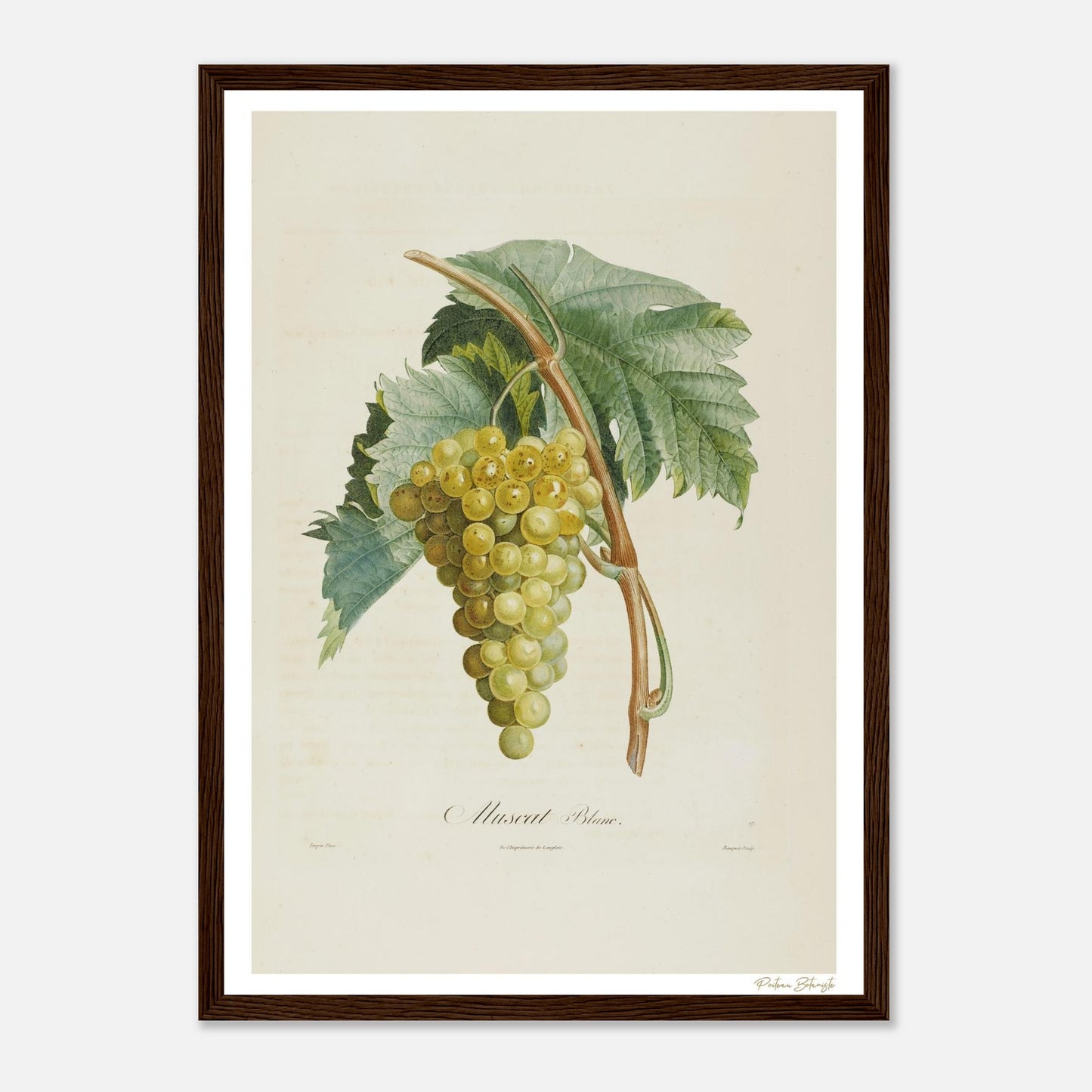 Affiche Botanique Raisin Muscat Blanc - format A3, cadre bois