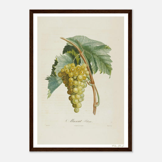 Affiche Botanique Raisin Muscat Blanc - format A3, cadre bois