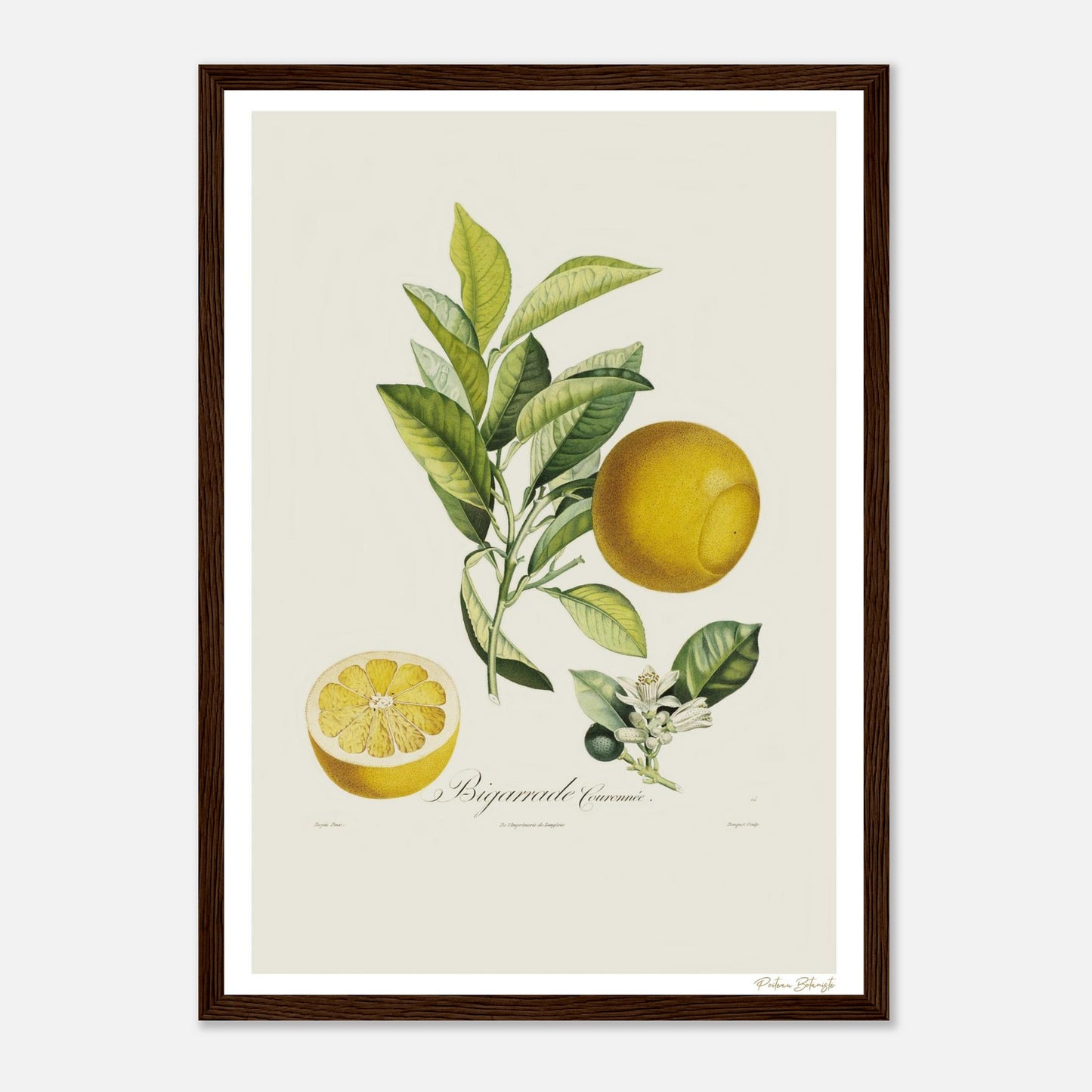 Affiche Botanique Orange Bigarrade Couronnée - format A3, cadre bois
