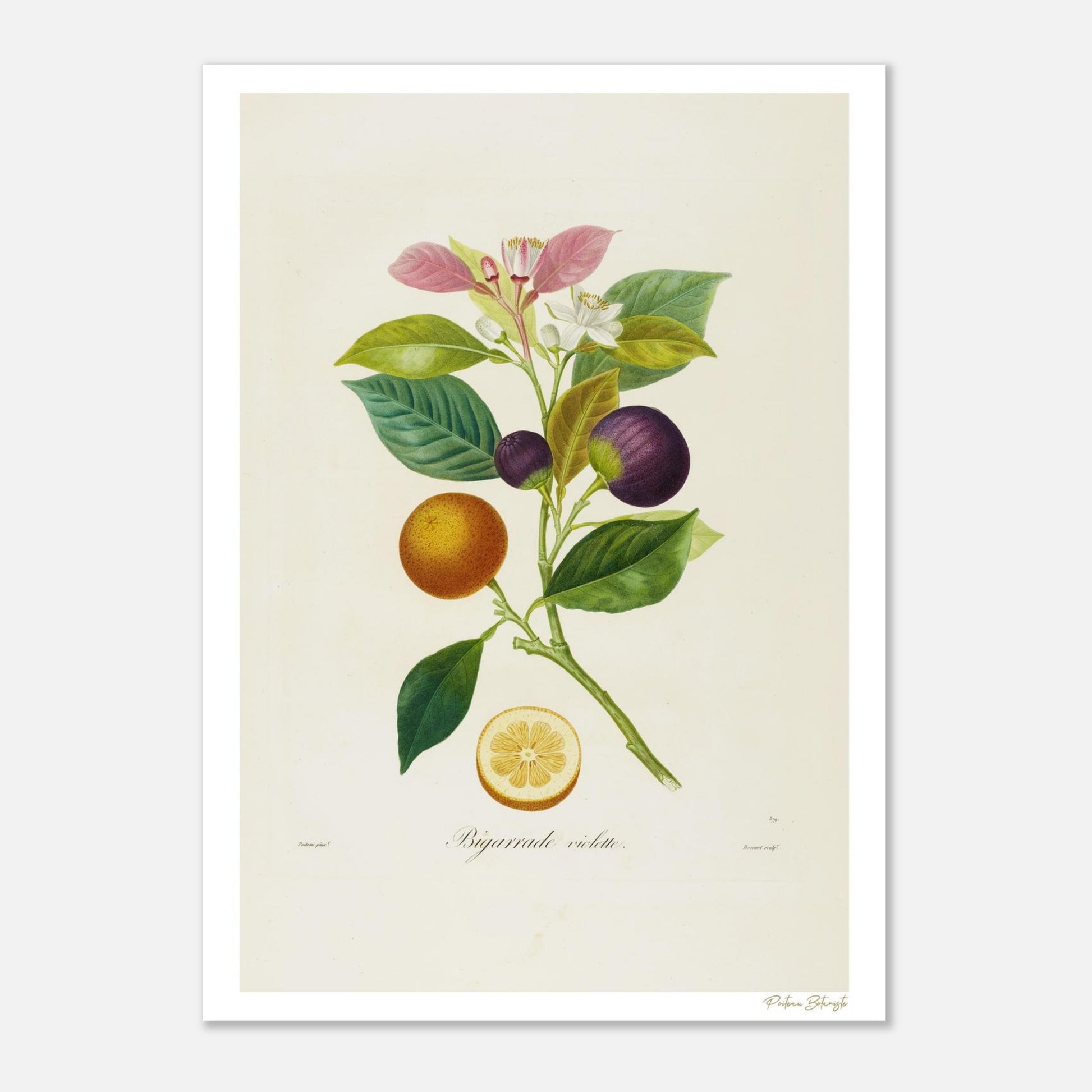Planche botanique rare de l'Orange Bigarrade Violette. Impression Fine Art 50×70cm d'après Poiteau. Fruit bicolore aux fleurs rouges et blanches.