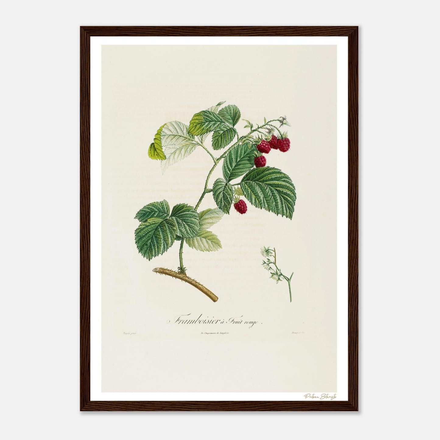 Affiche Botanique Framboisier à fruit rouge - format A3, cadre bois