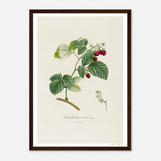 Affiche Botanique Framboisier à fruit rouge - format A3, cadre bois