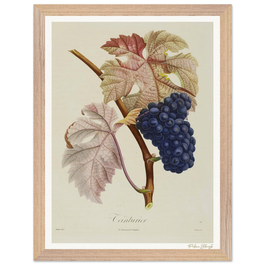 Affiche Botanique Raisin Teinturier - 30x40cm, cadre bois premium