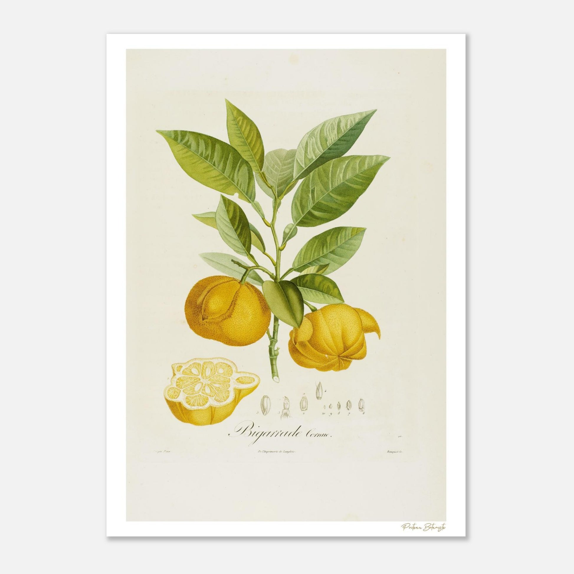 Planche botanique d'Orange Bigarrade Cornue extraite du Traité des Arbres Fruitiers. Impression Fine Art giclée 12 couleurs, format 50×70 cm.