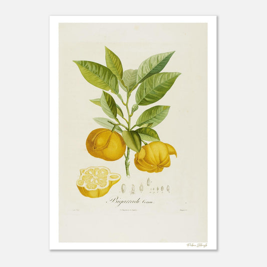 Planche botanique d'Orange Bigarrade Cornue extraite du Traité des Arbres Fruitiers. Impression Fine Art giclée 12 couleurs, format 50×70 cm.