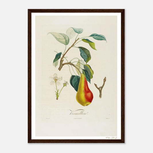 Affiche Botanique Poire Vermillon - format A3, cadre bois