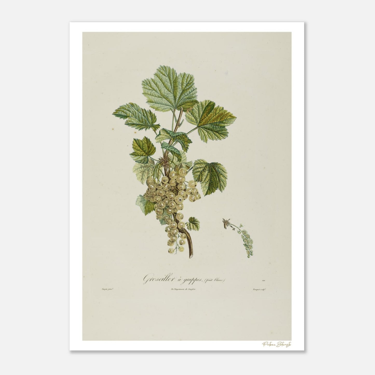 Planche botanique du groseillier à fruit blanc. Impression Fine Art giclée 12 couleurs, 50×70 cm. Extrait du Traité des Arbres Fruitiers de Poiteau et Turpin (1807).