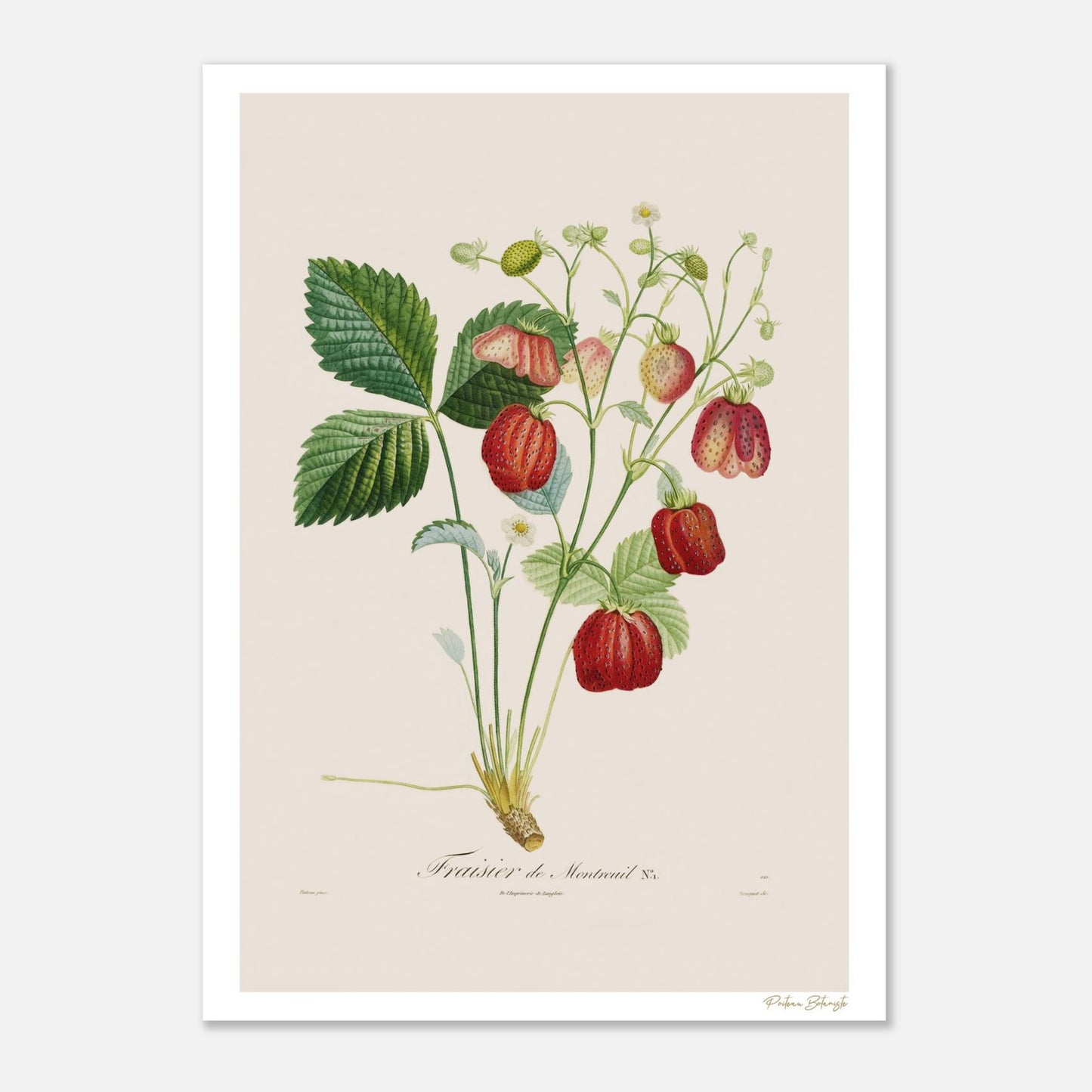 Planche botanique Fraise de Montreuil, Fragaria portentosa. Illustration Fine Art 50×70 cm extraite du Traité des Arbres Fruitiers de Poiteau.