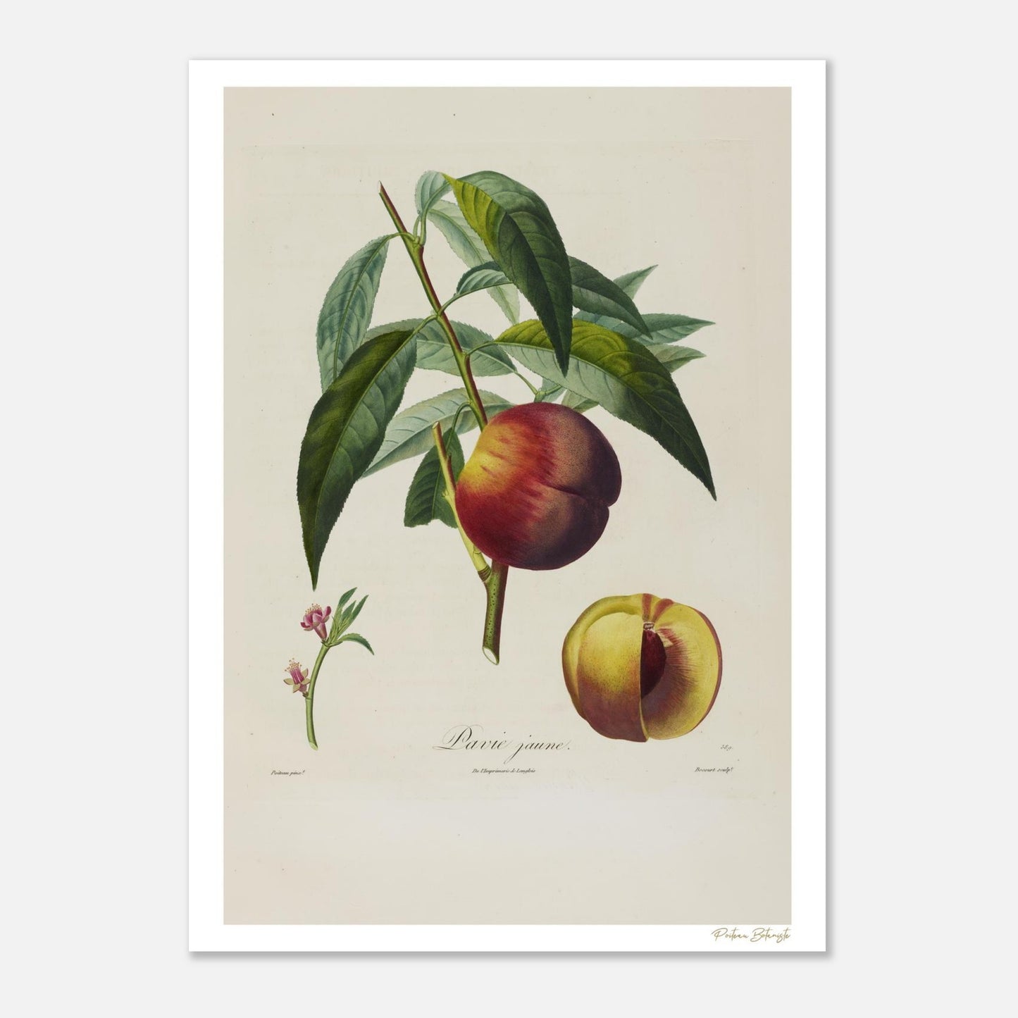 Planche botanique Pêche Pavie Jaune extraite du Traité des Arbres Fruitiers. Impression Fine Art 50×70 cm.