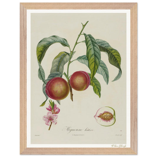 Affiche Botanique Pêche Mignonne Hâtive - 30x40cm, cadre bois premium