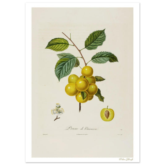 Planche botanique du Prunier de Briançon. Impression Fine Art 50×70 cm. Espèce alpine rare illustrée par Poiteau et Turpin, XIXe siècle.