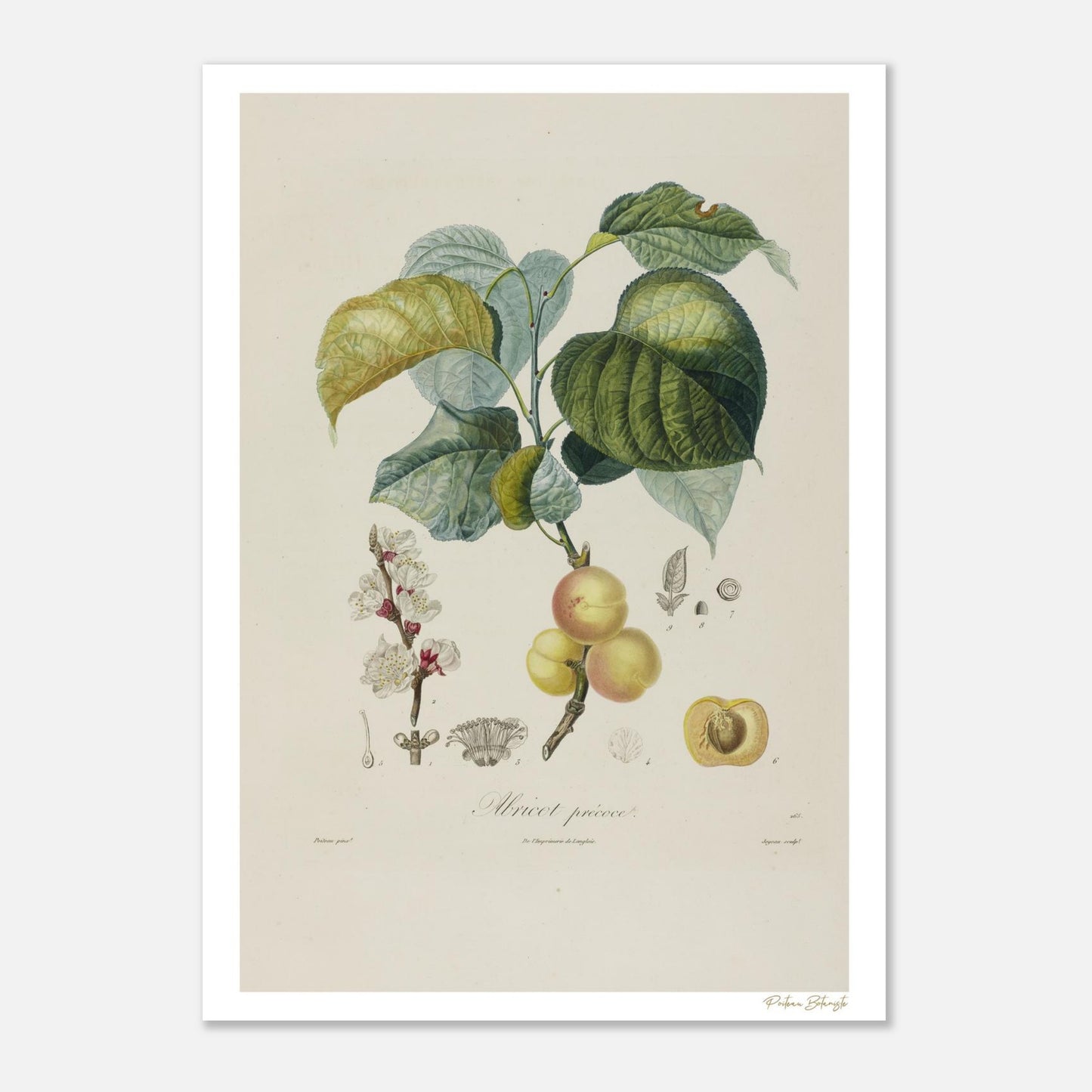 Planche botanique Abricot Précoce, Armeniaca præcoæ. Impression Fine Art 50×70 cm. Art botanique XIXe siècle, Poiteau & Turpin.
