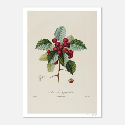 Affiche Botanique Azerolier Écarlate - 50x70cm