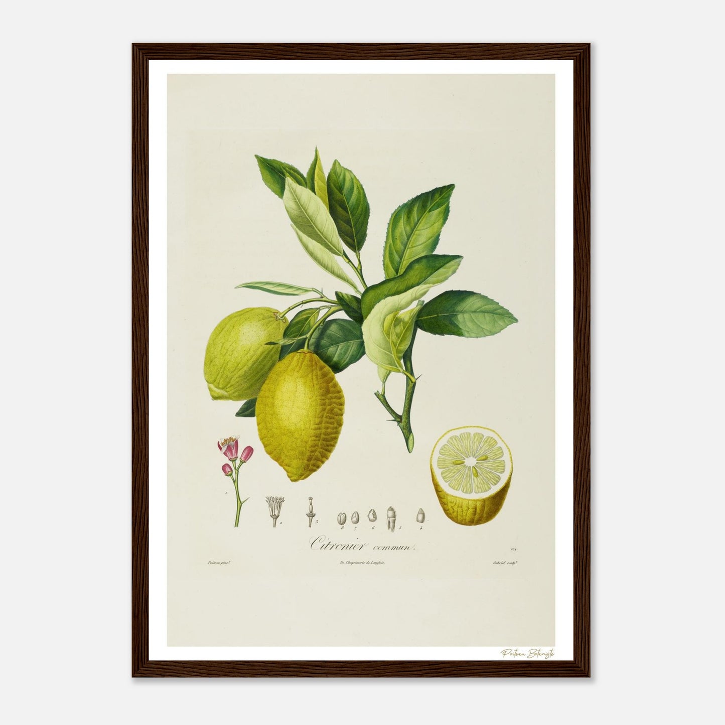 Affiche Botanique Citronnier Commun - format A3, cadre bois