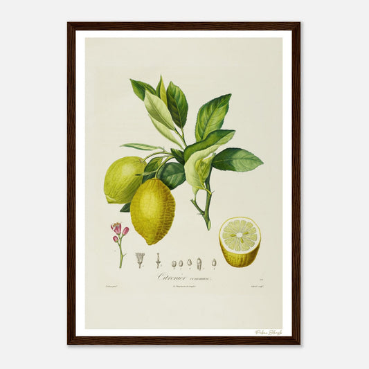 Affiche Botanique Citronnier Commun - format A3, cadre bois