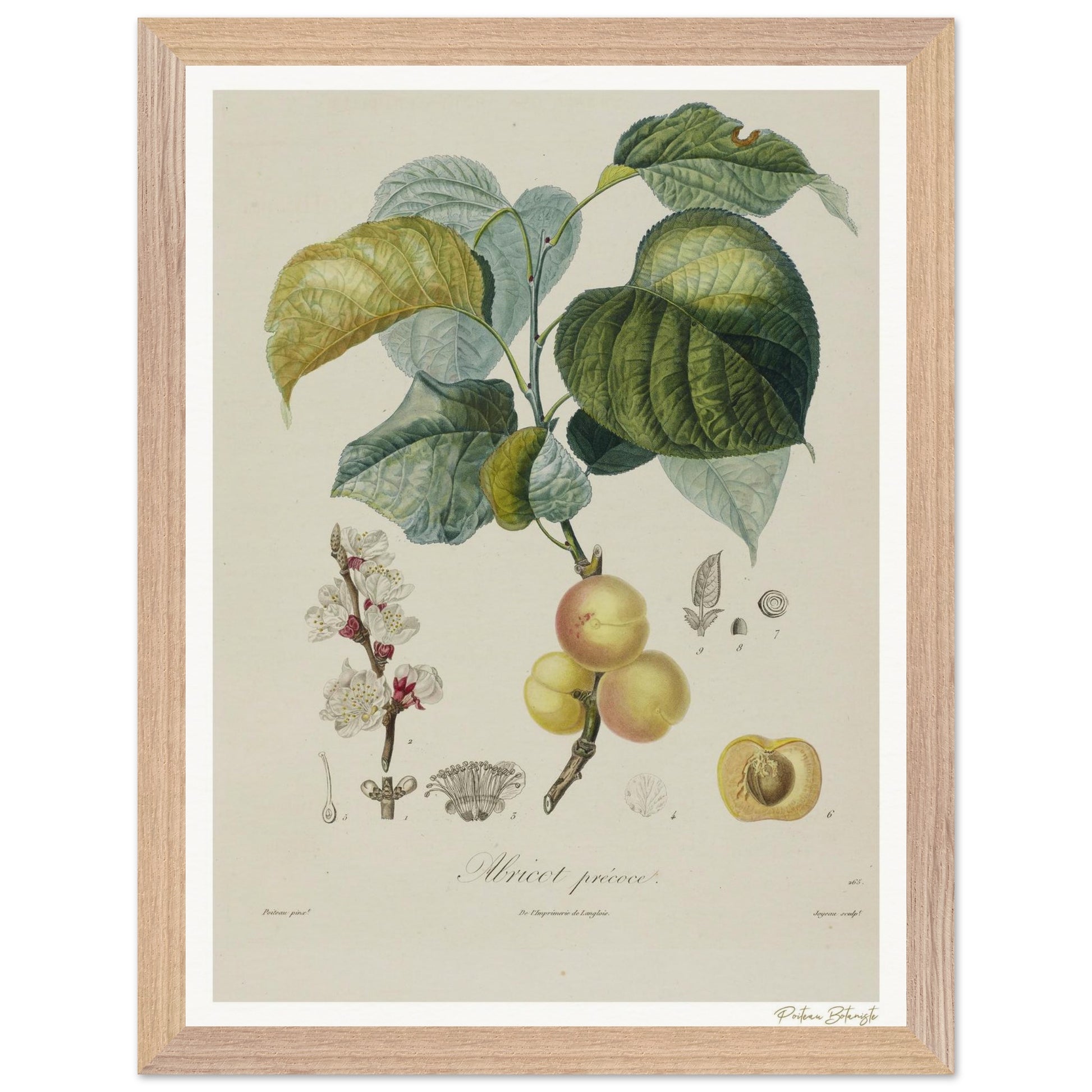 Affiche Botanique Abricot Précoce - 30x40cm, cadre bois premium