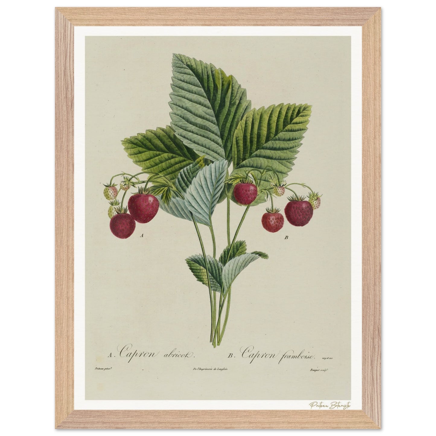 Affiche Botanique Fraise Capron - 30x40cm, cadre bois premium