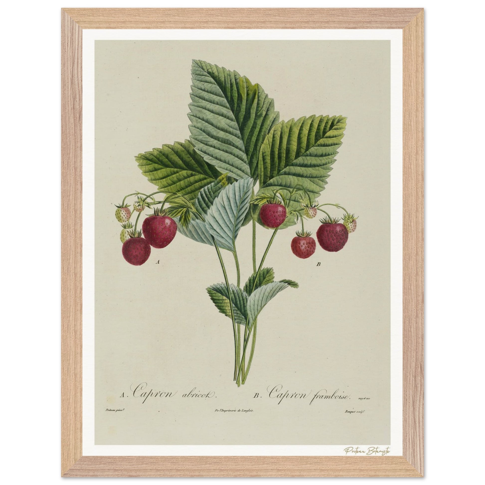 Affiche Botanique Fraise Capron - 30x40cm, cadre bois premium