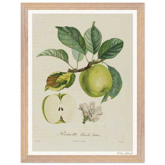 Affiche Botanique Pomme Reinette Blanche Hâtive - 30x40cm, cadre bois premium