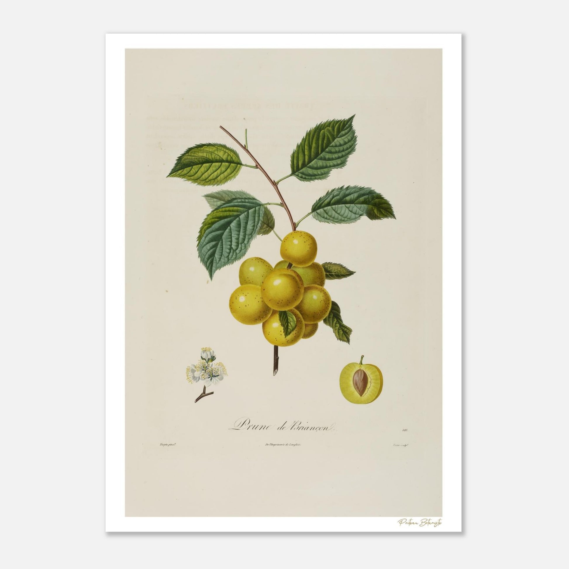 Planche botanique du Prunier de Briançon. Impression Fine Art 50×70 cm. Espèce alpine rare illustrée par Poiteau et Turpin, XIXe siècle.