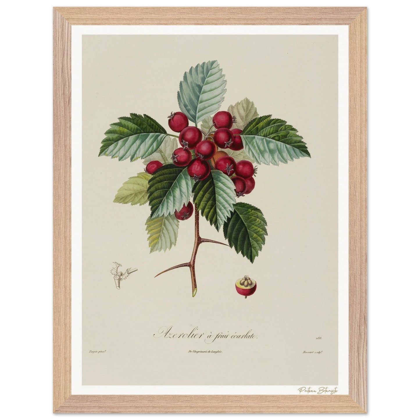 Affiche Botanique Azerolier à fruits écarlates - 30x40cm, cadre premium