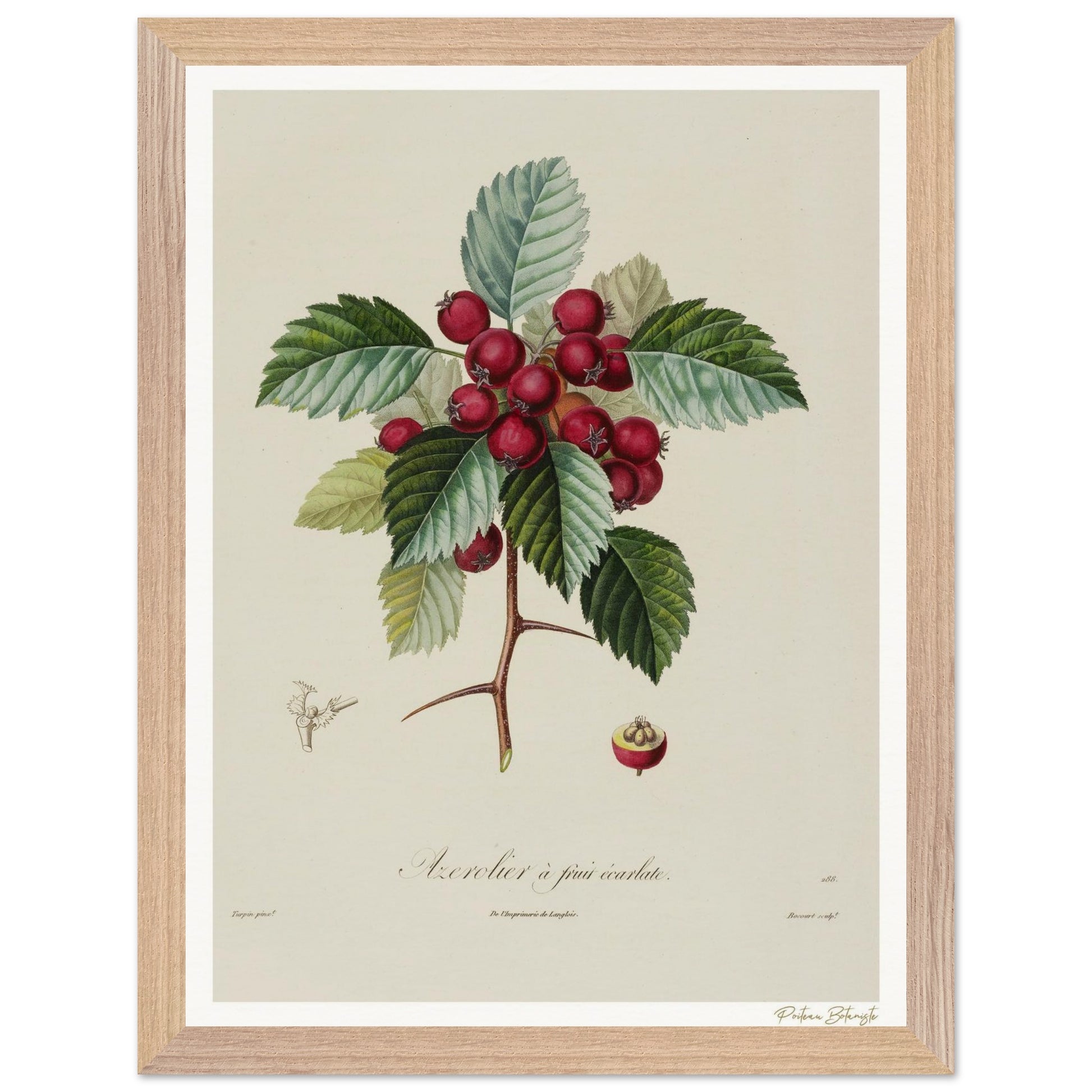 Affiche Botanique Azerolier à fruits écarlates - 30x40cm, cadre premium