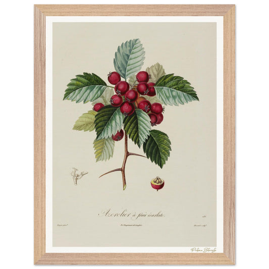 Affiche Botanique Azerolier à fruits écarlates - 30x40cm, cadre premium