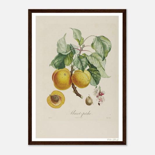 Affiche Botanique Abricot-Pêche - format A3, cadre bois