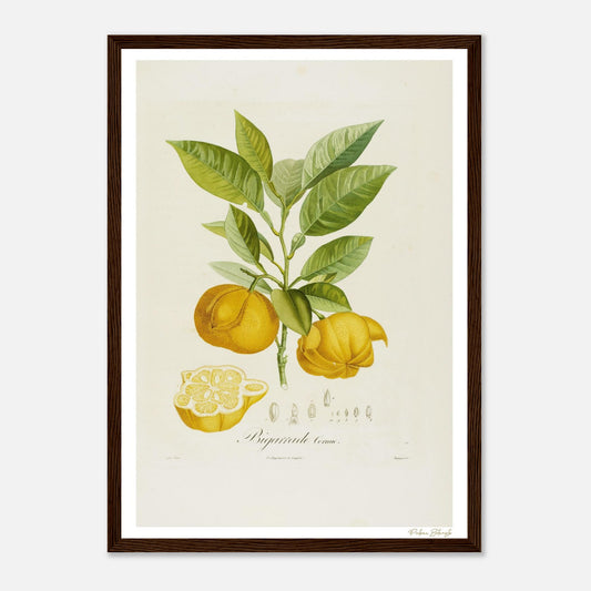 Affiche Botanique Orange Bigarrade Cornue - format A3, cadre bois