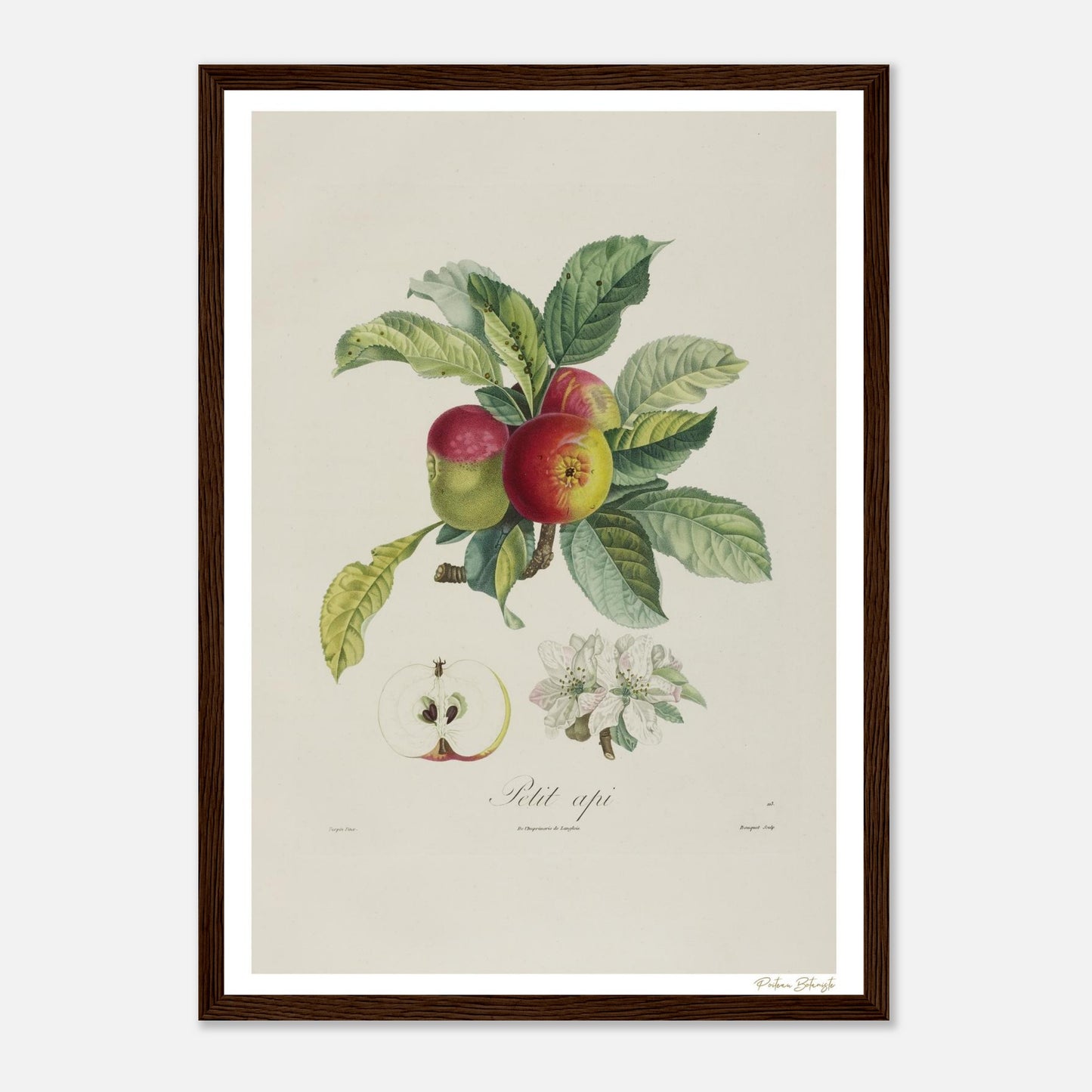 Affiche Botanique Pomme Petit Api - format A3, cadre bois