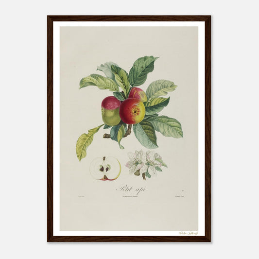 Affiche Botanique Pomme Petit Api - format A3, cadre bois