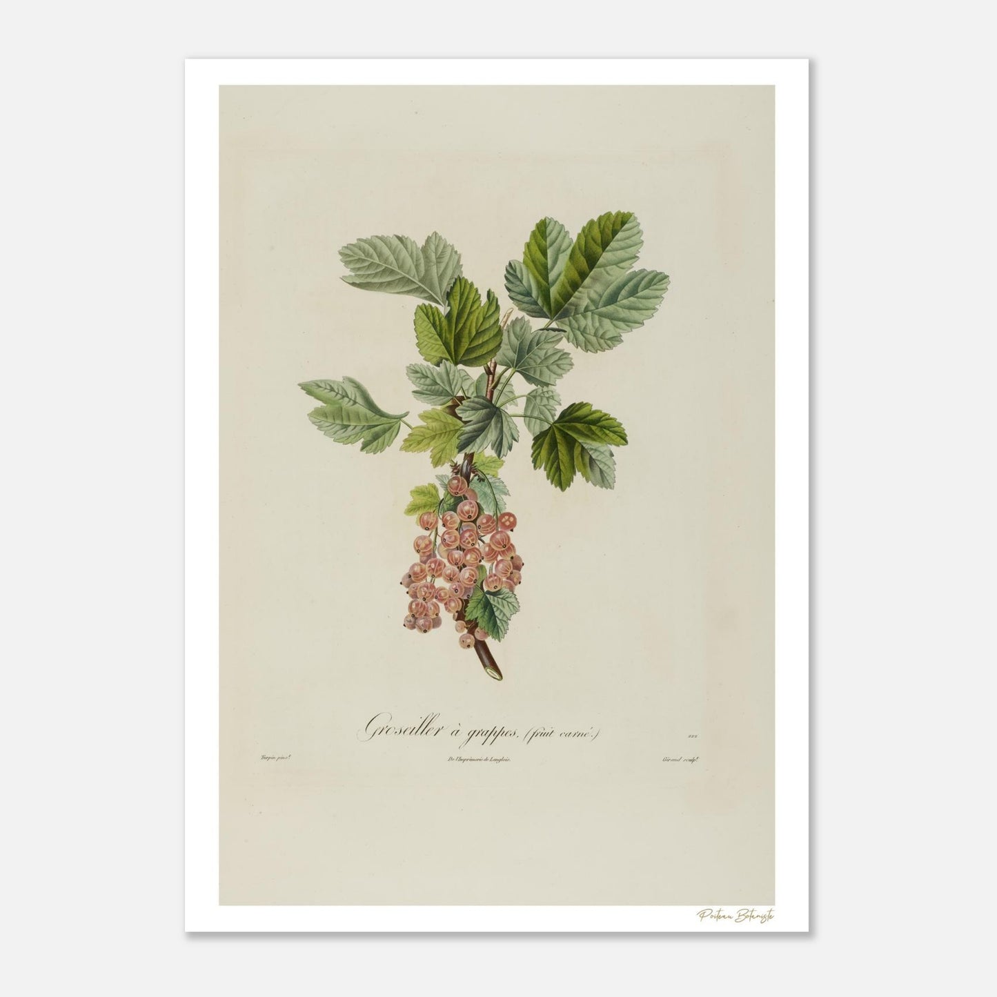 Planche botanique Fine Art 50×70 cm du groseillier à grappes carnées. Illustration naturaliste rare du XIXe siècle. Impression giclée 12 couleurs.