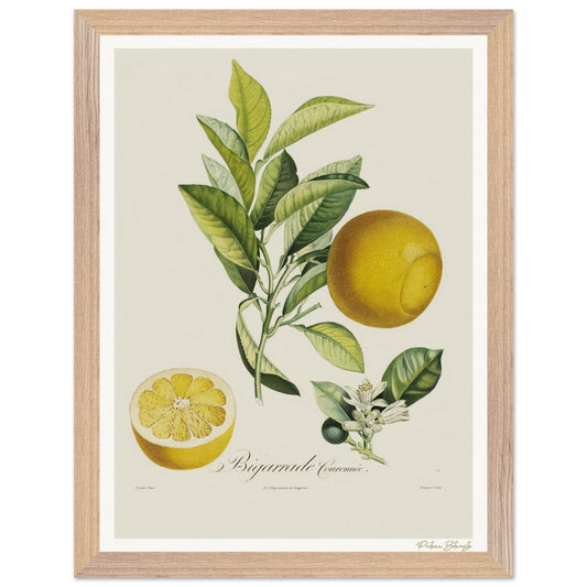 Affiche Botanique Orange Bigarrade Couronnée - 30x40cm, cadre bois premium