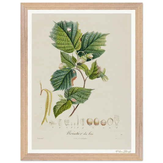 Affiche Botanique Noisetier - 30x40cm, cadre bois premium
