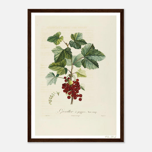 Affiche Botanique Groseiller à grappes - fruit rouge - format A3, cadre bois
