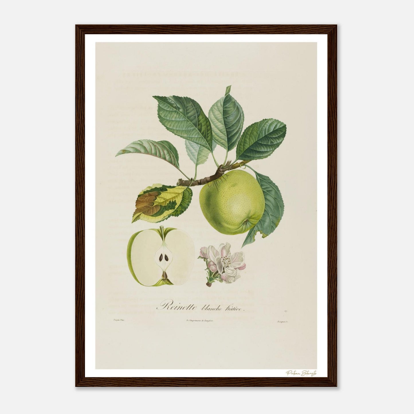 Affiche Botanique Pomme Reinette Blanche Hâtive - format A3, cadre bois