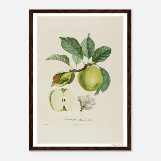 Affiche Botanique Pomme Reinette Blanche Hâtive - format A3, cadre bois