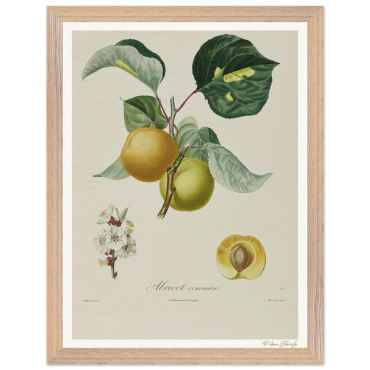 Affiche Botanique Abricot commun - 30x40cm, cadre bois premium