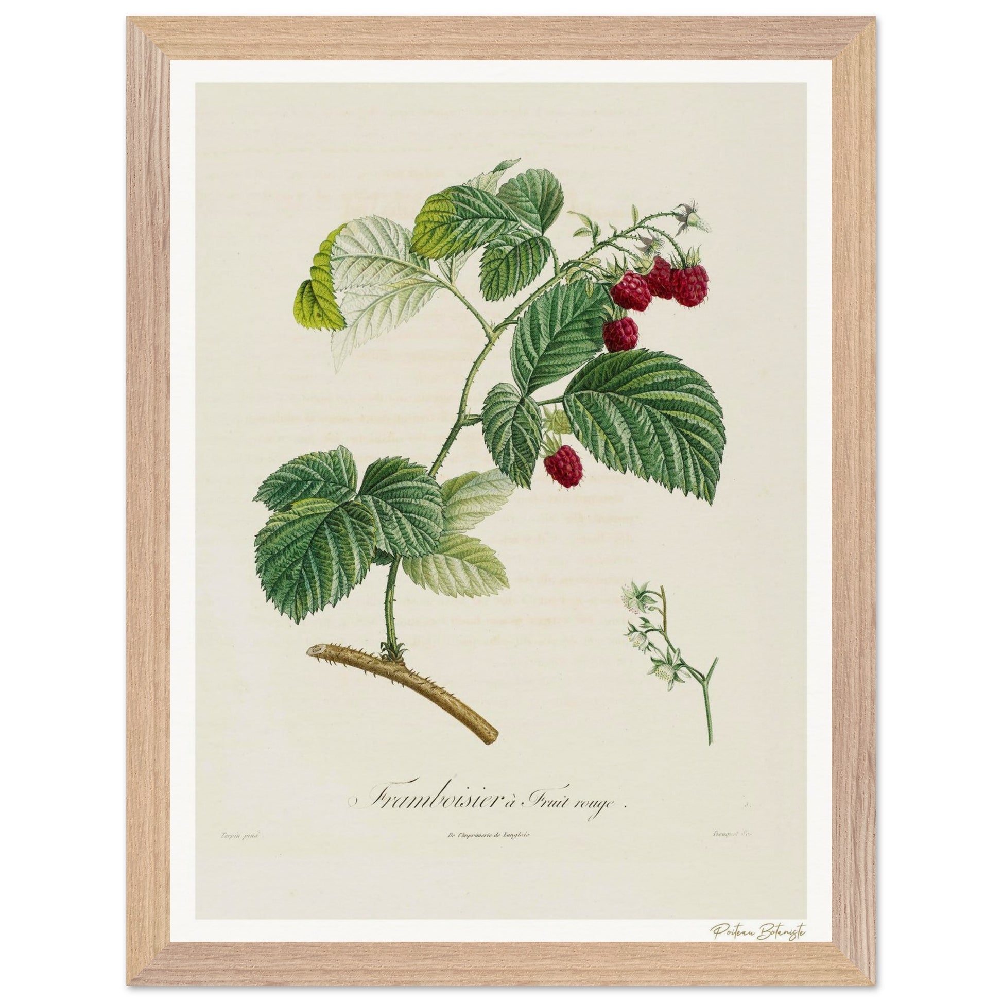 Affiche Botanique Framboisier - 30x40cm, cadre bois premium