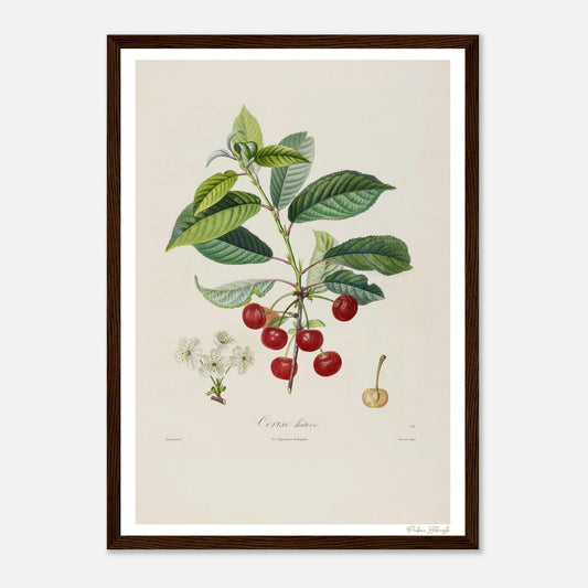 Affiche Botanique Cerise Hâtive - format A3, cadre bois