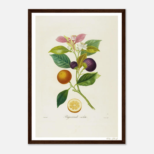 Affiche Botanique Orange Bigarrade Violette - format A3, cadre bois