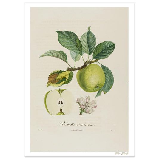 Planche botanique Reinette Blanche Hâtive extraite du Traité des Arbres Fruitiers de Poiteau. Impression Fine Art giclée 50×70 cm sur papier FSC.