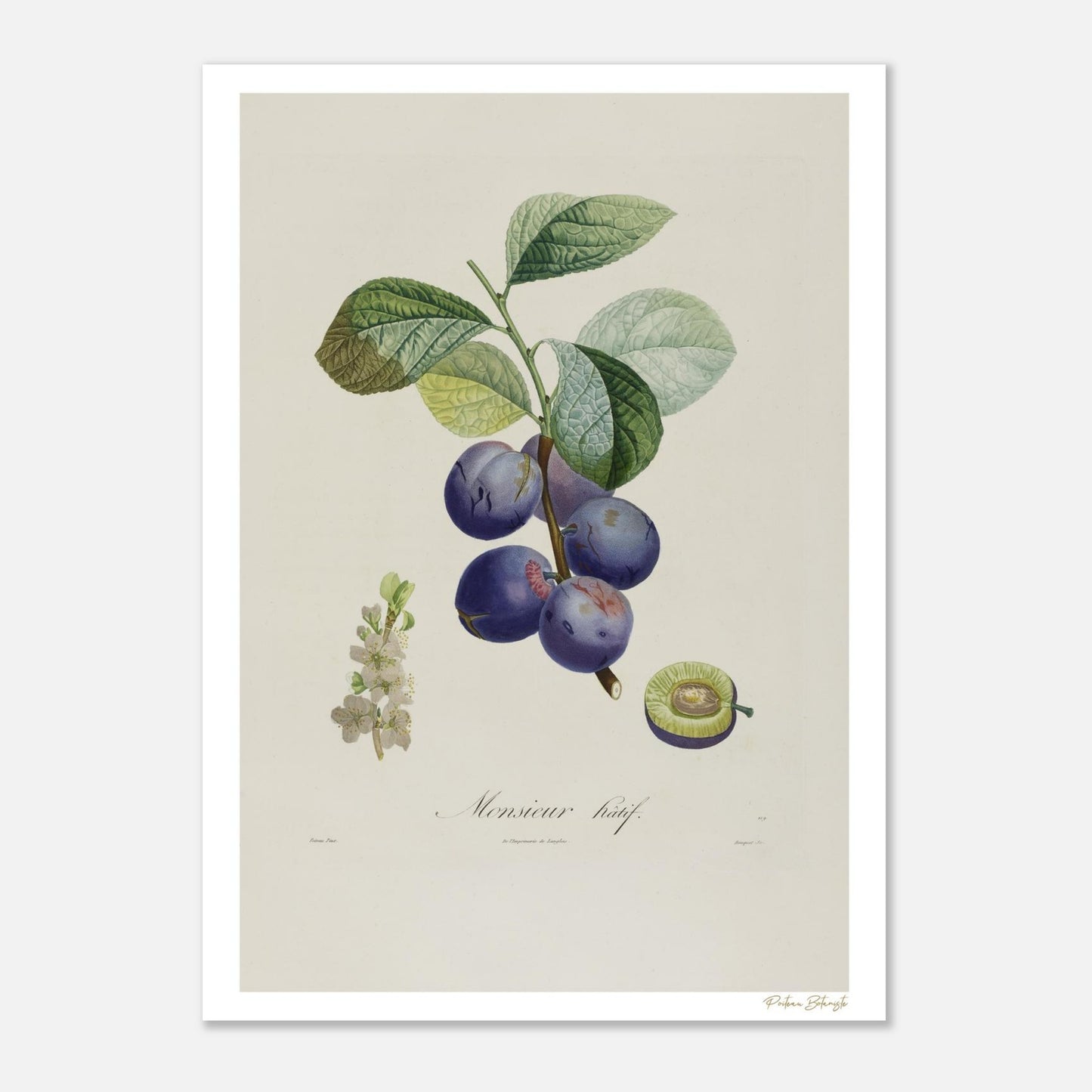 Planche botanique Fine Art 50×70 cm : Prune de Monsieur Hâtif (Prunus pictorum), variété précoce du XIXe siècle. Impression giclée 12 couleurs.