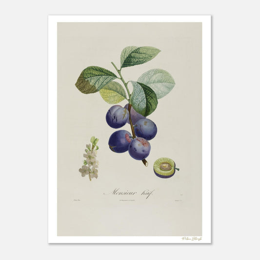 Planche botanique Fine Art 50×70 cm : Prune de Monsieur Hâtif (Prunus pictorum), variété précoce du XIXe siècle. Impression giclée 12 couleurs.